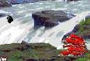 Koda's Salmon Run